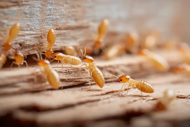 termite control vero beach